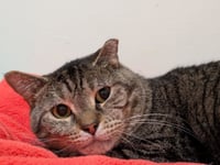 Brock - Photo 2