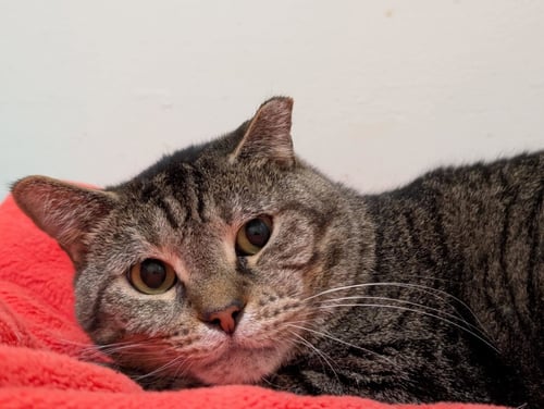 BROCK - Tiger / Domestic Short Hair available for adoption