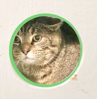 Brock - Photo 9
