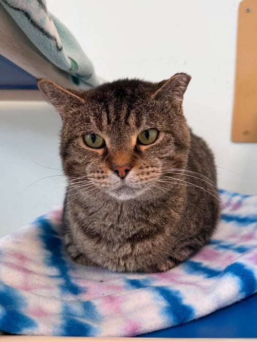 BROCK - Tiger / Domestic Short Hair available for adoption