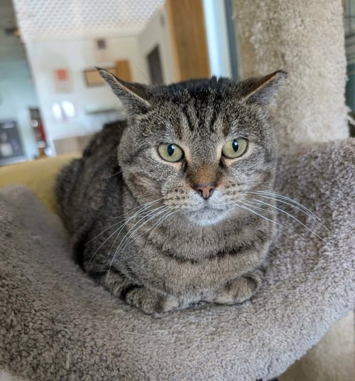 BROCK - Tiger / Domestic Short Hair available for adoption