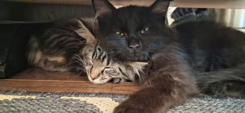 SALLY (BONDED WITH BURT) - Domestic Long Hair / Tabby available for adoption