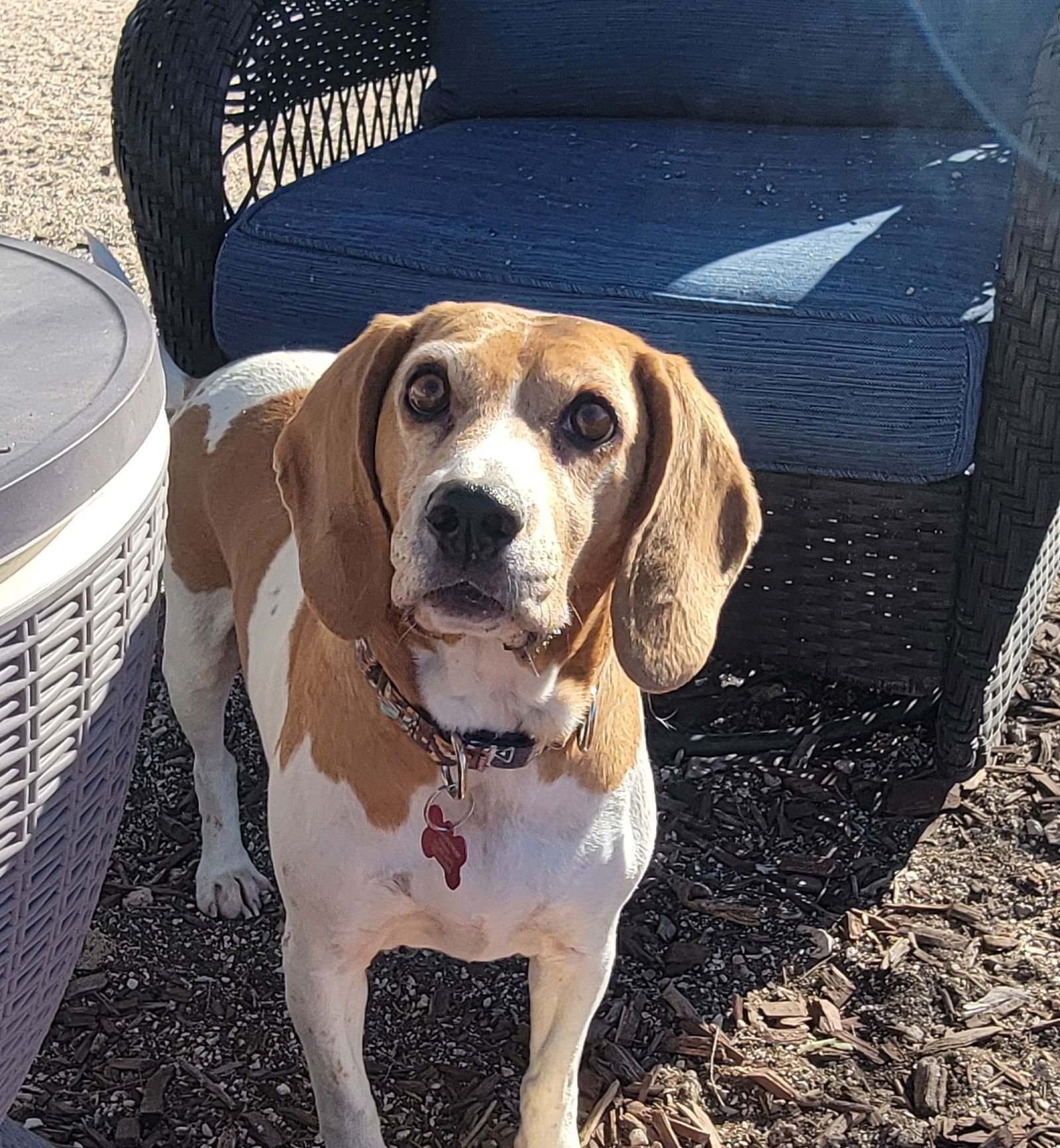 GABI - Beagle available for adoption
