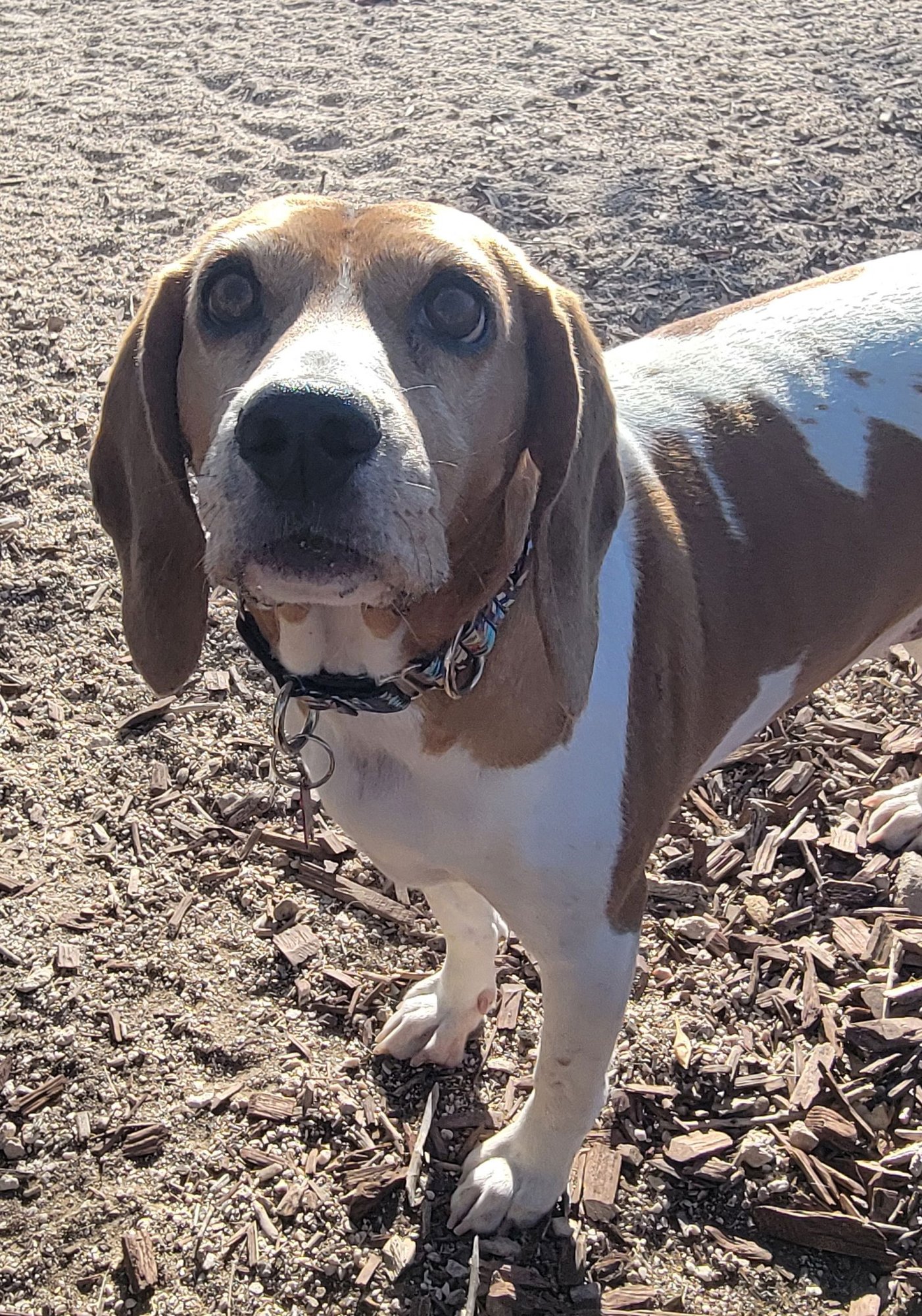 GABI - Beagle available for adoption