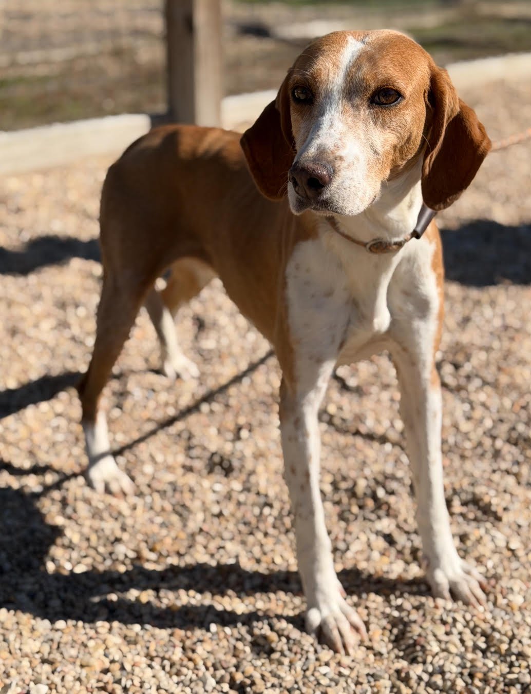 OPAL - Foxhound / Beagle available for adoption