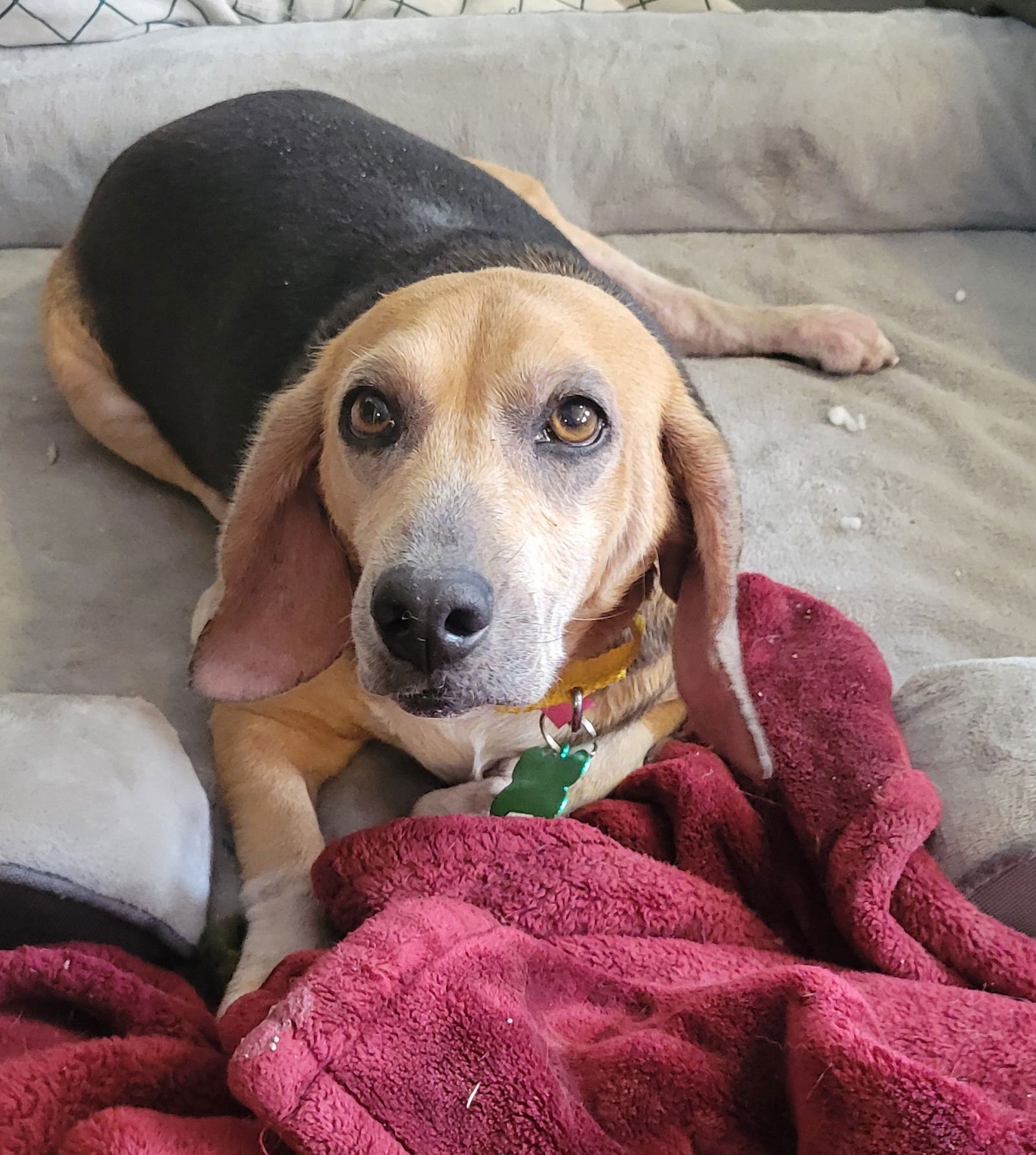 GRAMMIE - Beagle available for adoption
