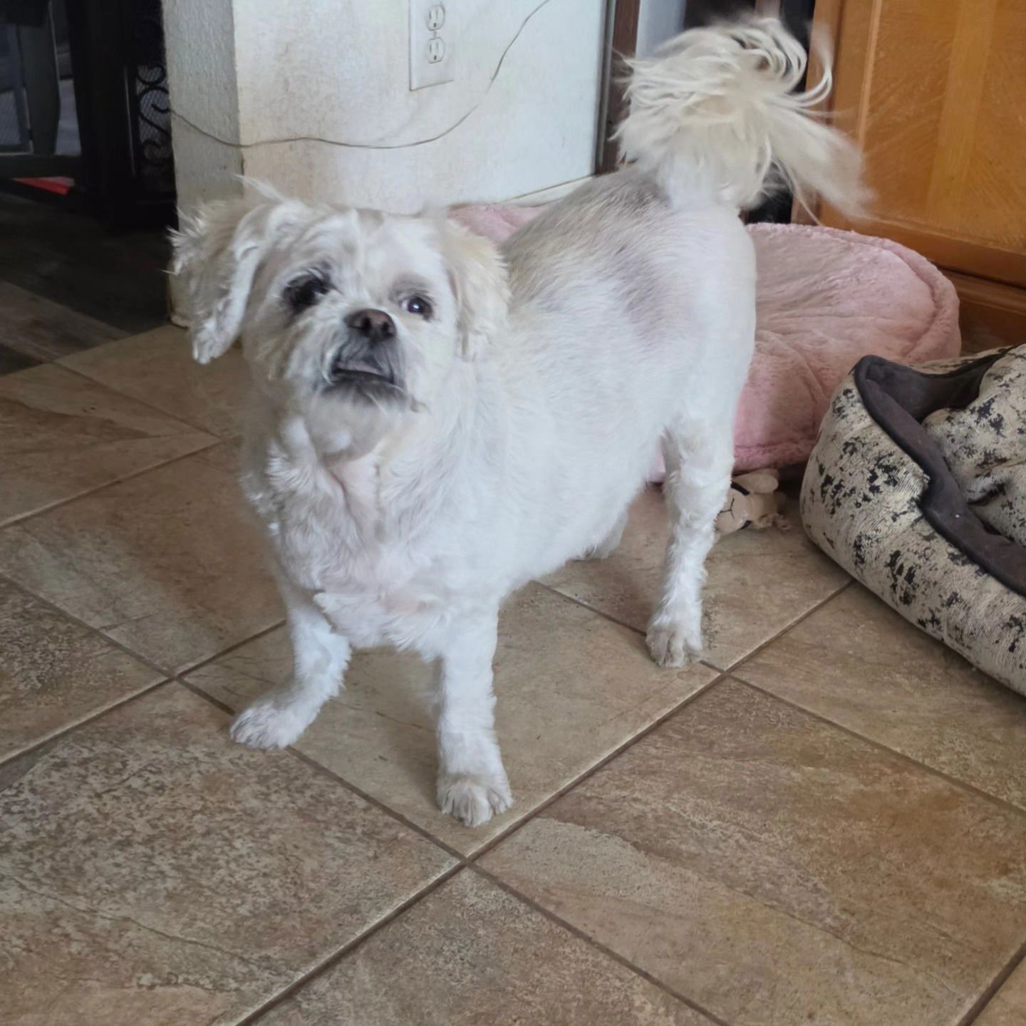 MEEKO - Lhasa Apso available for adoption