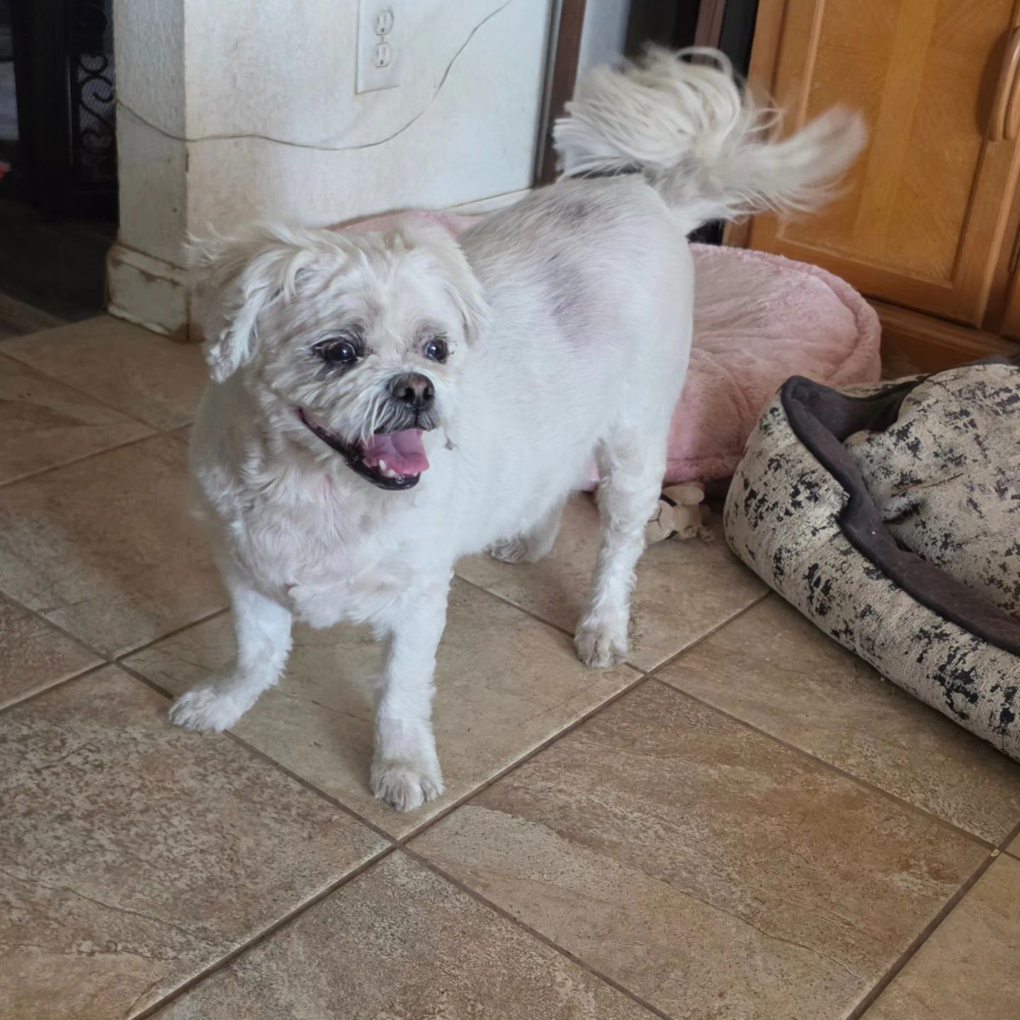 MEEKO - Lhasa Apso available for adoption