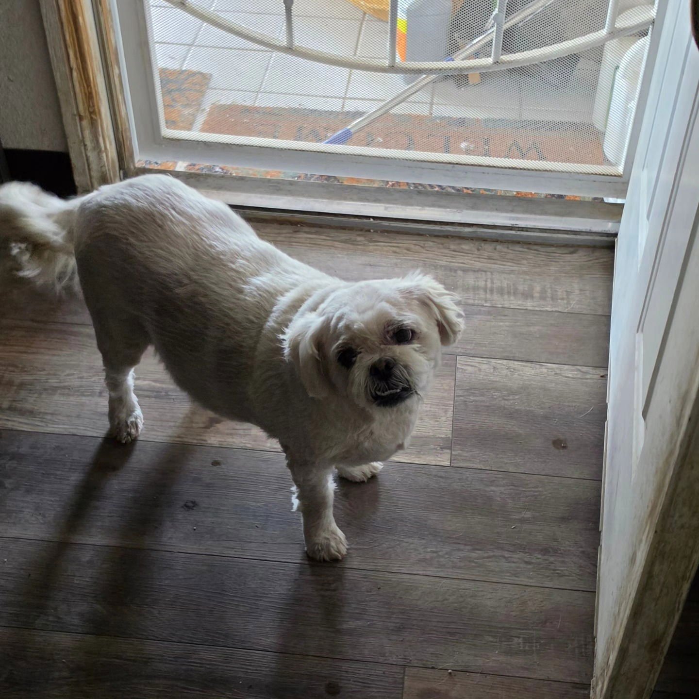 Meeko - Photo 3