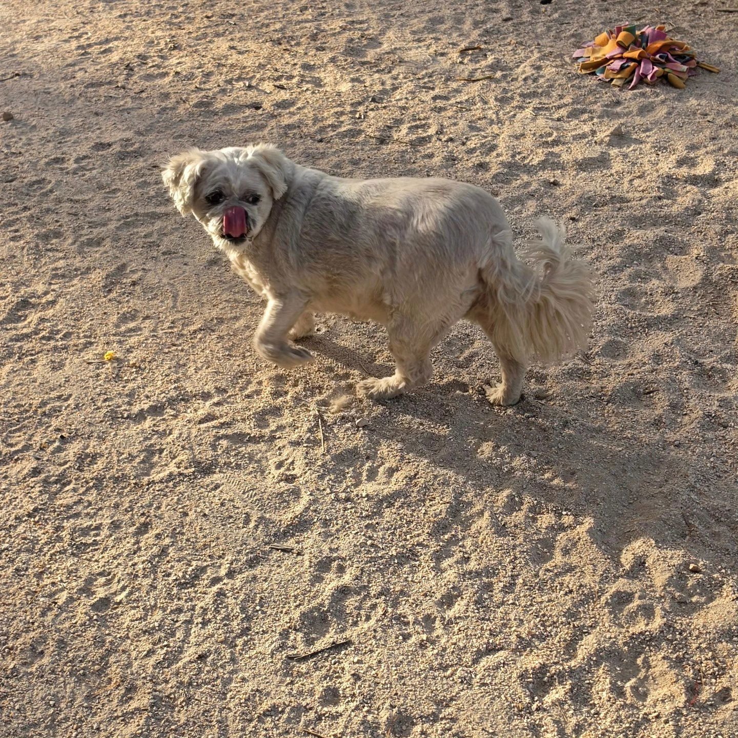 Meeko - Photo 4