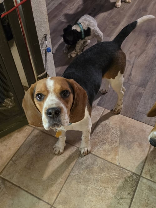 LINCOLN - Beagle available for adoption