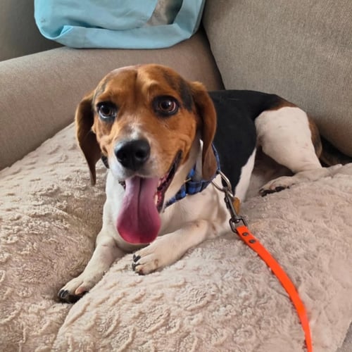 ZEUS - Beagle / Basset Hound for adoption in Henderson