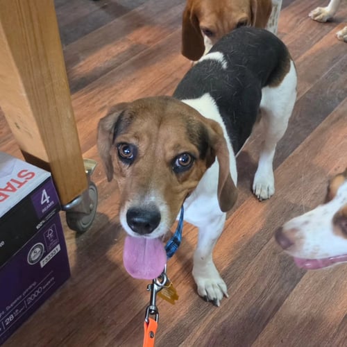 ZEUS - Beagle / Basset Hound available for adoption