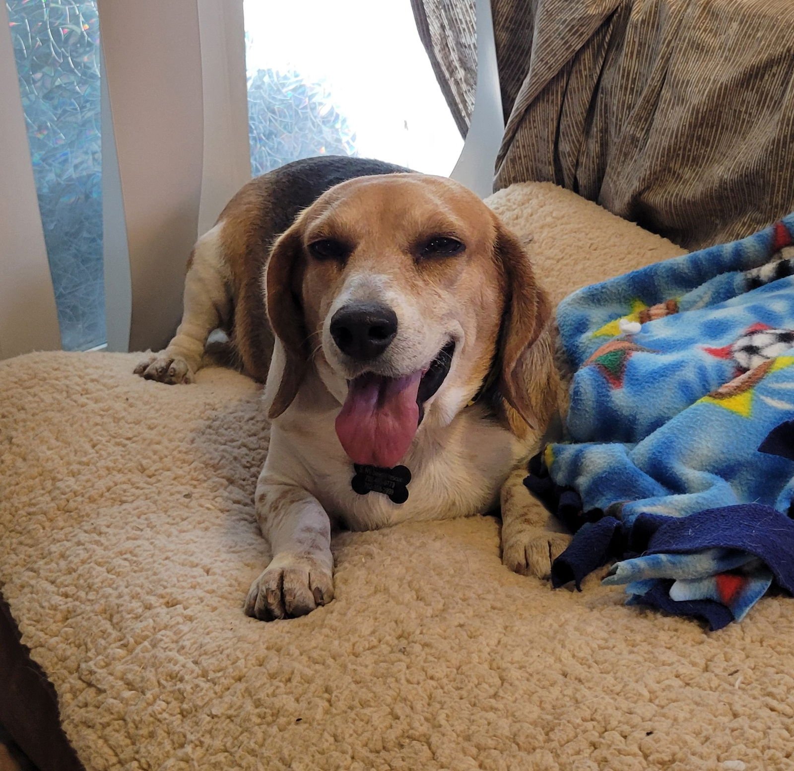 GLENDA - Beagle available for adoption