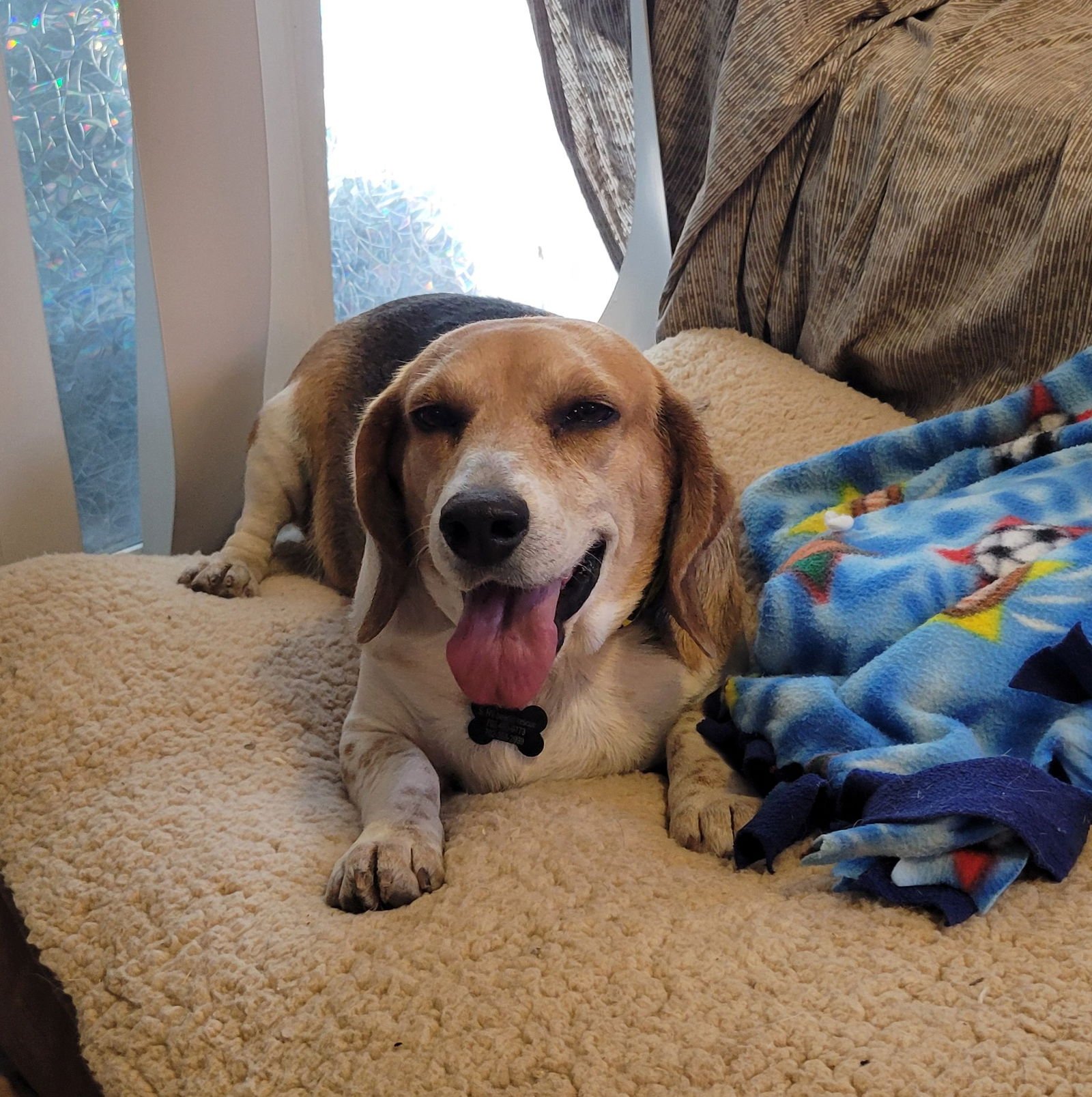 GLENDA - Beagle available for adoption
