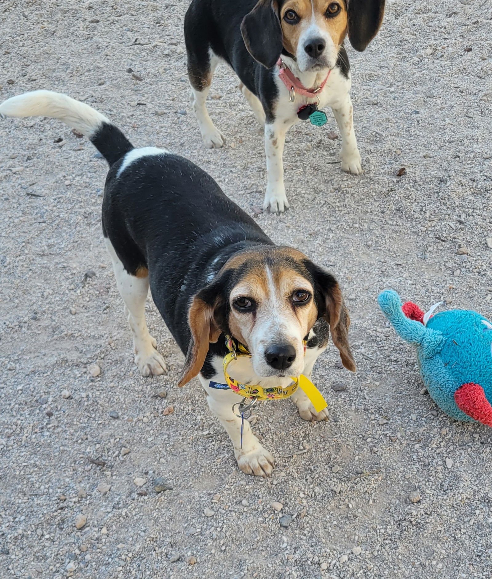 TAMALE - Beagle available for adoption