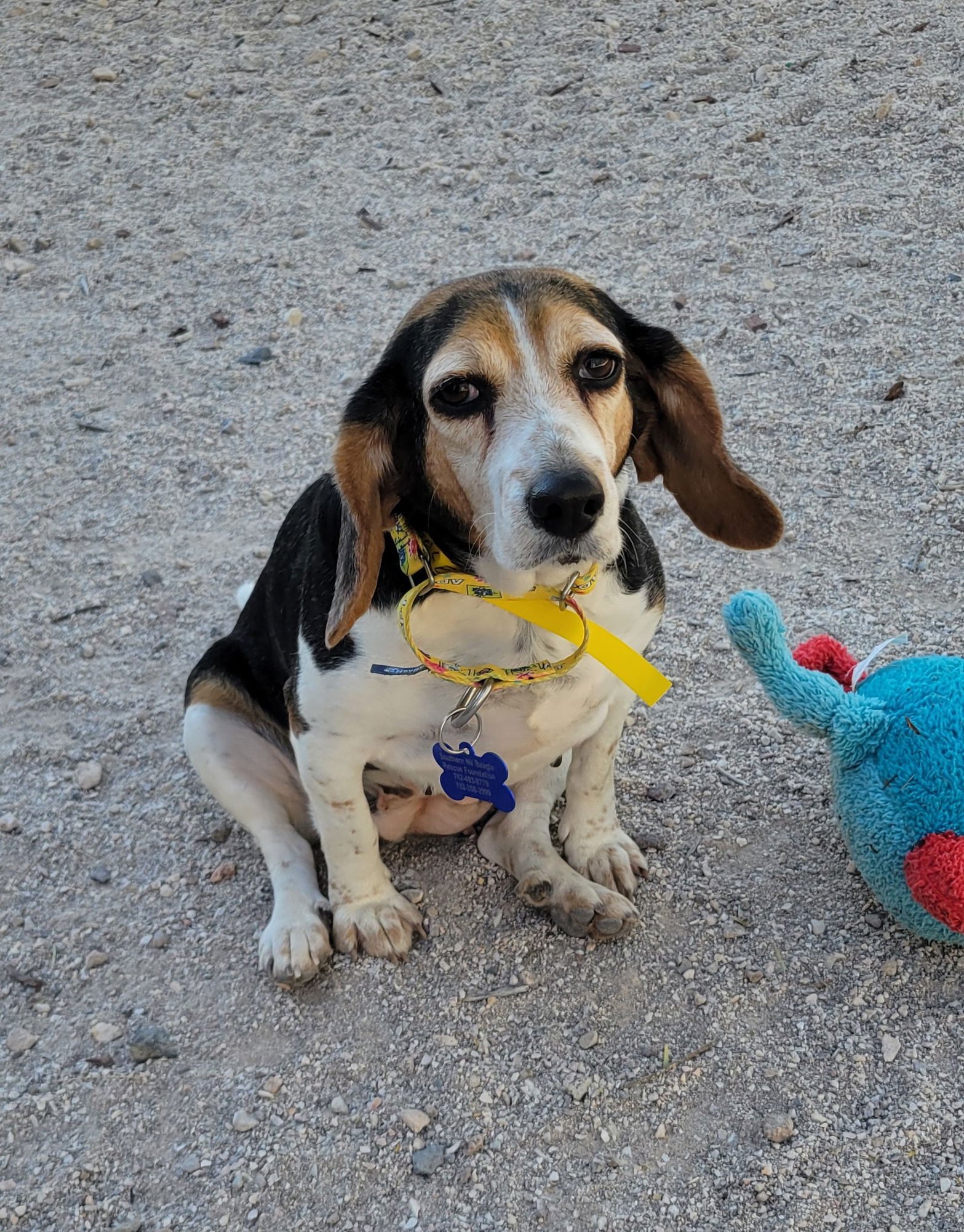 TAMALE - Beagle available for adoption