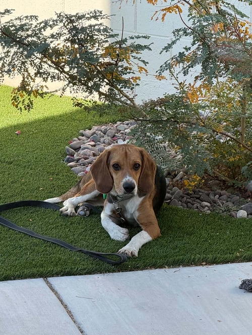 RHAPSODY - Beagle available for adoption