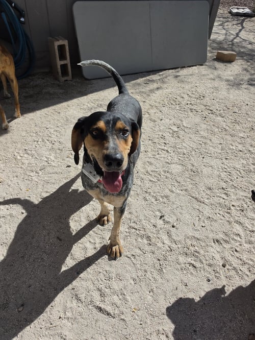 RORY - Coonhound available for adoption