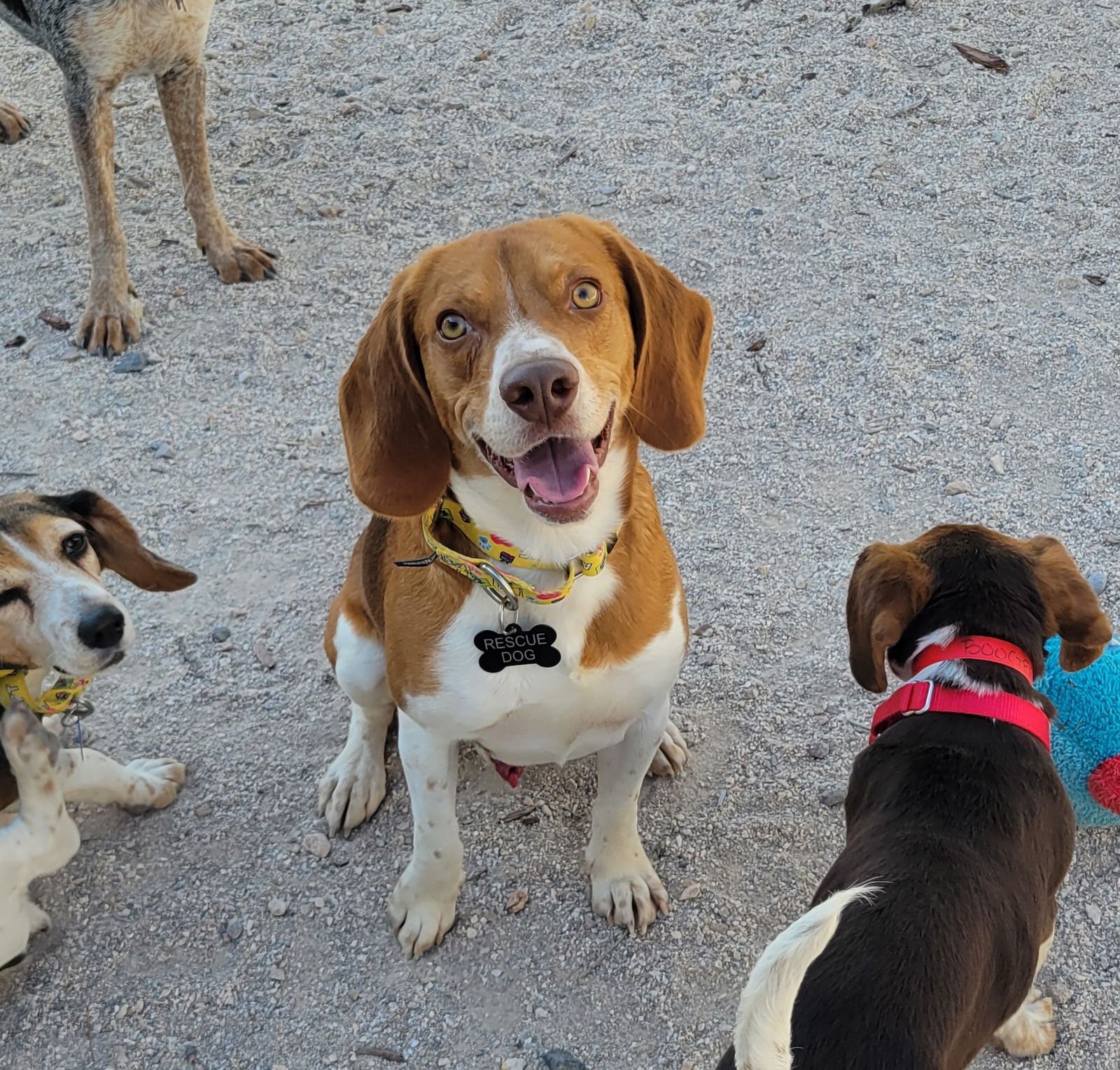 CHEEKY - Beagle available for adoption