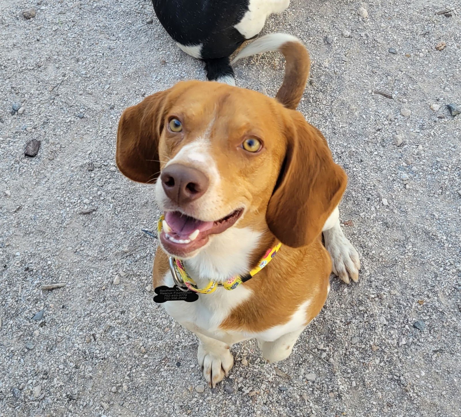 CHEEKY - Beagle available for adoption