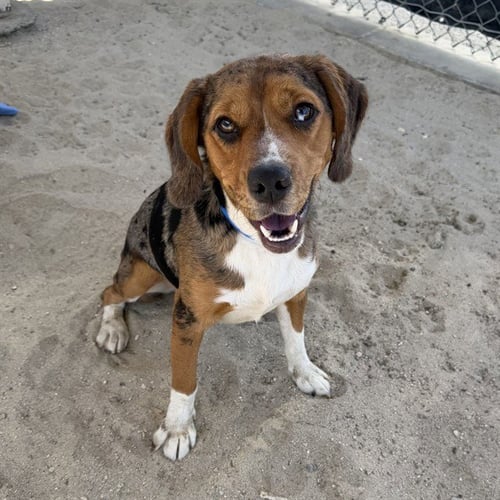 TRUMAN - Beagle / Australian Cattle Dog/Blue Heeler for adoption in Henderson