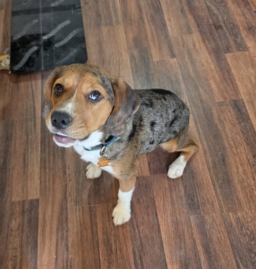 TRUMAN - Beagle / Australian Cattle Dog/Blue Heeler available for adoption