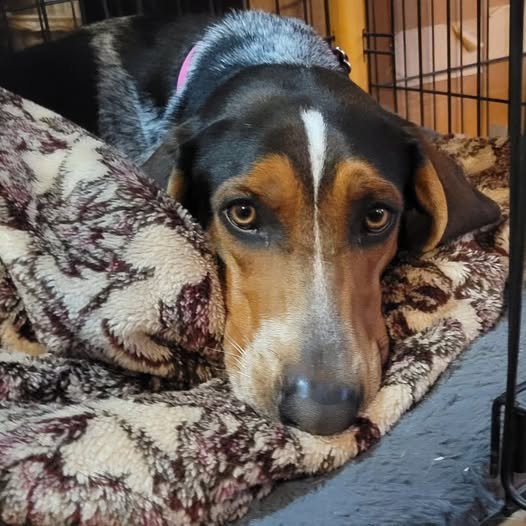 BRIANNA - Bluetick Coonhound available for adoption