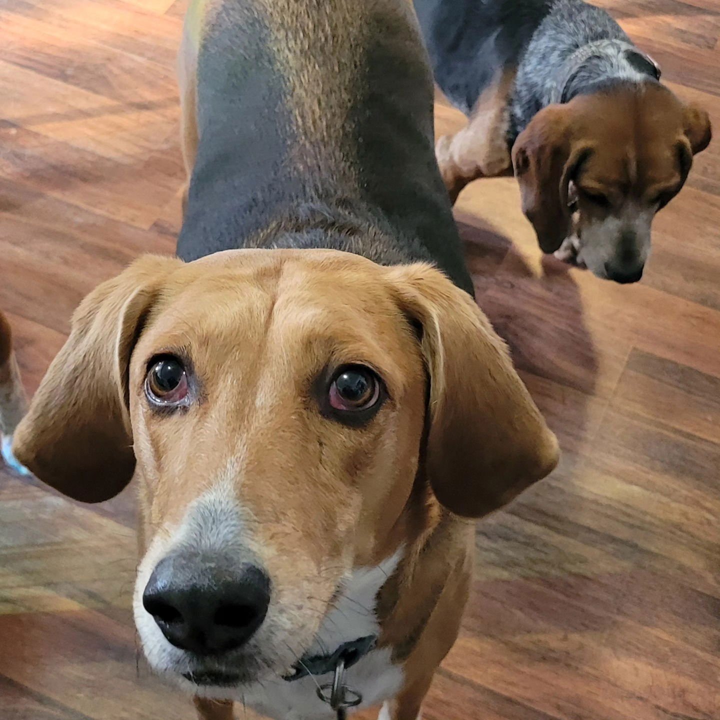 COOKIE - Beagle / Hound available for adoption