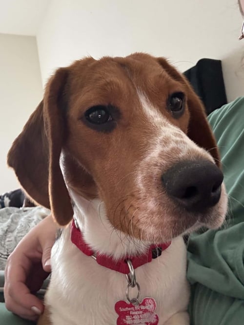 CASPIAN - Beagle for adoption in Henderson