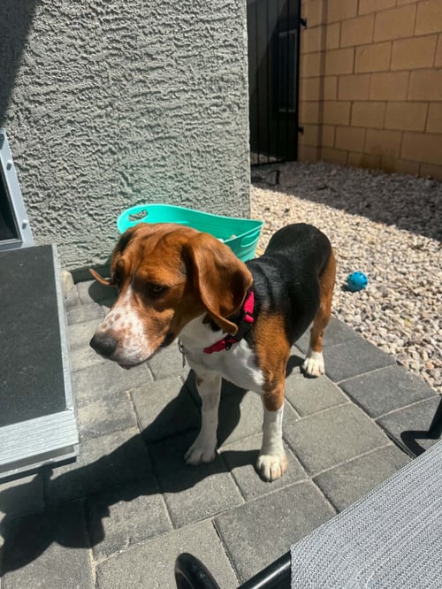 CASPIAN - Beagle available for adoption