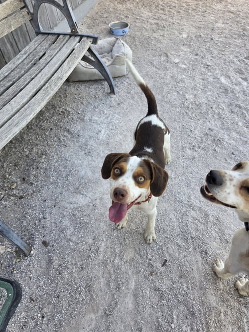 ARLINGTON - Beagle for adoption in Henderson
