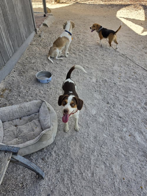 ARLINGTON - Beagle available for adoption