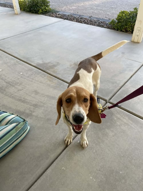 EMBER - Beagle available for adoption
