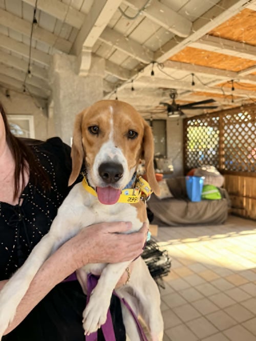 EMBER - Beagle available for adoption