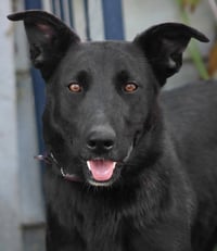 Amy March (Courtesy Post) - Foster or Adopt Me! - Photo 1