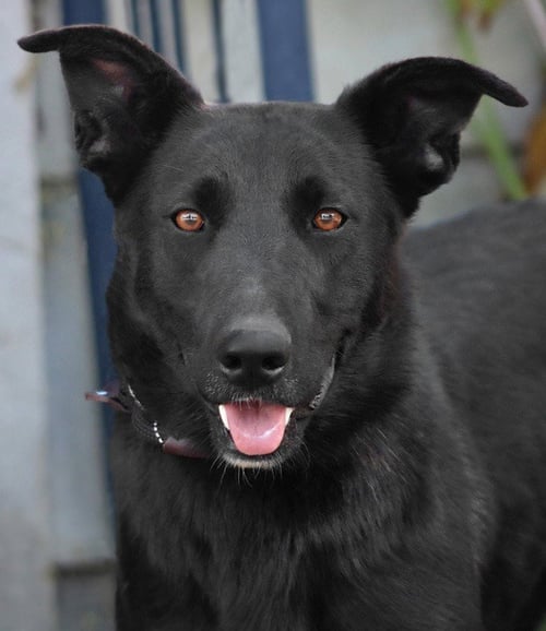 AMY MARCH (COURTESY POST) - FOSTER OR ADOPT ME! - Shepherd / Border Collie available for adoption