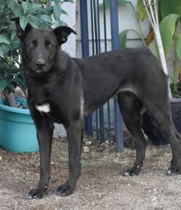 Amy March (Courtesy Post) - Foster or Adopt Me! - Photo 3