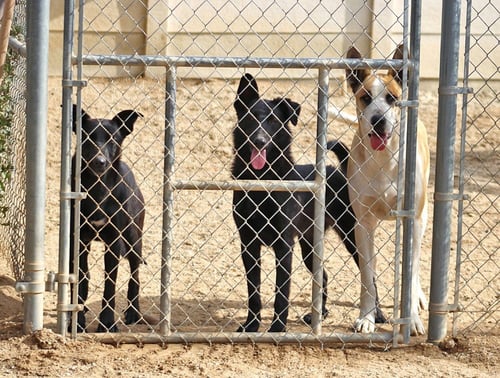AMY MARCH (COURTESY POST) - FOSTER OR ADOPT ME! - Shepherd / Border Collie available for adoption