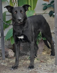Amy March (Courtesy Post) - Foster or Adopt Me! - Photo 4