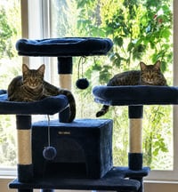 Tigra - Photo 2
