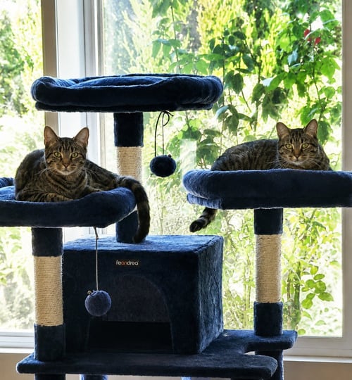 TIGRA - Domestic Short Hair available for adoption