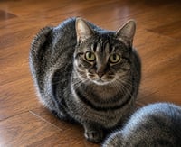 Tigra - Photo 3