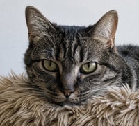 Tigra - Photo 1