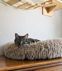 Tigra - Photo 4