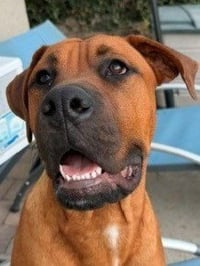 Rocco - (Courtesy Post) Adopt Me! - Photo 1