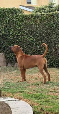 Rocco - (Courtesy Post) Adopt Me! - Photo 2