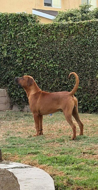 ROCCO - (COURTESY POST) ADOPT ME! - Boxer / Rhodesian Ridgeback available for adoption