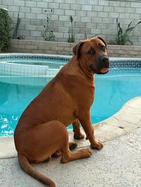Rocco - (Courtesy Post) Adopt Me! - Photo 3