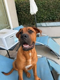 Rocco - (Courtesy Post) Adopt Me! - Photo 4